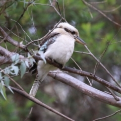 Dacelo novaeguineae at Paddys River, ACT - 28 Apr 2023