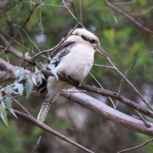 Dacelo novaeguineae at Paddys River, ACT - 28 Apr 2023