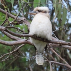 Dacelo novaeguineae at Paddys River, ACT - 28 Apr 2023