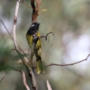 Nesoptilotis leucotis at Paddys River, ACT - 28 Apr 2023