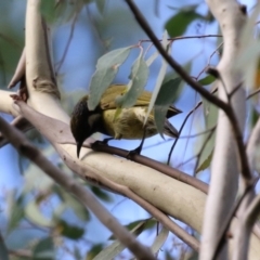 Nesoptilotis leucotis at Paddys River, ACT - 28 Apr 2023