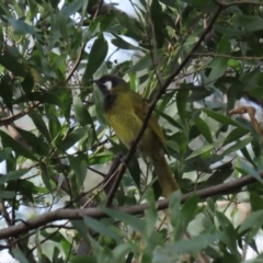 Nesoptilotis leucotis at Paddys River, ACT - 28 Apr 2023