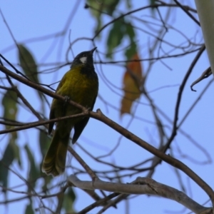 Nesoptilotis leucotis at Paddys River, ACT - 28 Apr 2023