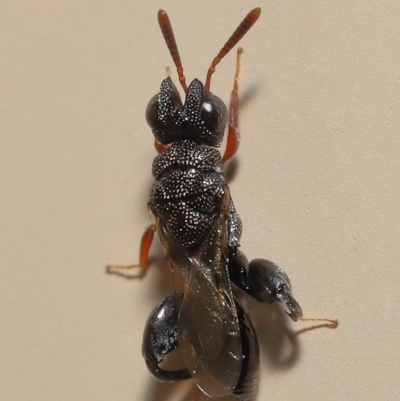 Chalcididae (family) at Wellington Point, QLD - 24 Apr 2023 by TimL