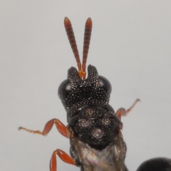 Chalcididae sp. (family) at Wellington Point, QLD - 24 Apr 2023 by TimL