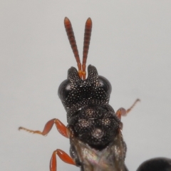 Unidentified Parasitic wasp (numerous families) at Wellington Point, QLD - 24 Apr 2023 by TimL