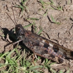 Chortoicetes terminifera (Australian Plague Locust) at Wodonga Regional Park - 25 Apr 2023 by KylieWaldon