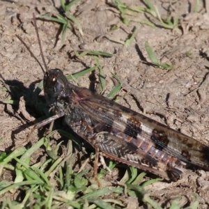 Chortoicetes terminifera at Bandiana, VIC - 25 Apr 2023