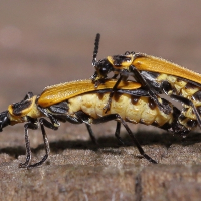 Unidentified Beetle (Coleoptera) at Capalaba, QLD - 23 Apr 2023 by TimL