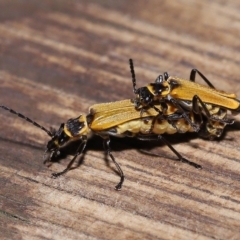 Chauliognathus sp. (genus) at Capalaba, QLD - 23 Apr 2023 12:08 PM