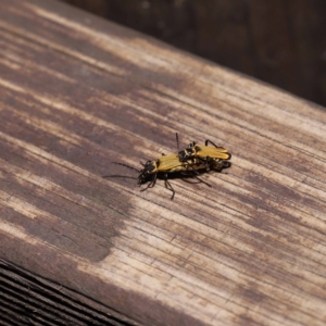Chauliognathus sp. (genus) at Capalaba, QLD - 23 Apr 2023 12:08 PM