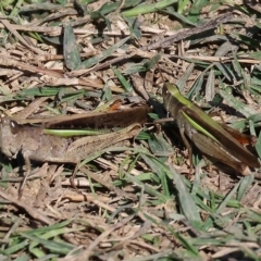 Caledia captiva (grasshopper) at Wodonga - 25 Apr 2023 by KylieWaldon