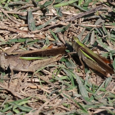 Caledia captiva (grasshopper) at Wodonga Regional Park - 25 Apr 2023 by KylieWaldon