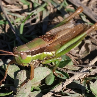 Bermius brachycerus (A grasshopper) at Wodonga Regional Park - 25 Apr 2023 by KylieWaldon