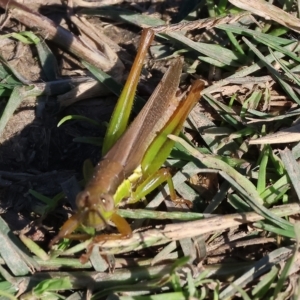 Bermius brachycerus at Bandiana, VIC - 25 Apr 2023 11:30 AM