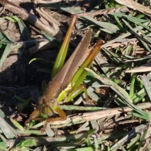 Bermius brachycerus at Bandiana, VIC - 25 Apr 2023 11:30 AM