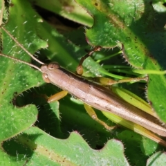 Bermius brachycerus (A grasshopper) at Wodonga - 25 Apr 2023 by KylieWaldon