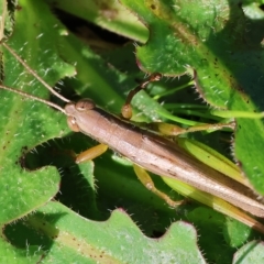 Bermius brachycerus (A grasshopper) at Wodonga Regional Park - 25 Apr 2023 by KylieWaldon