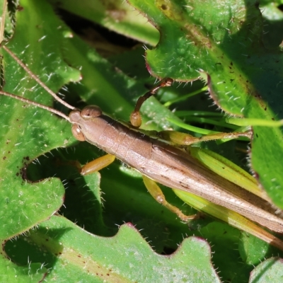 Bermius brachycerus (A grasshopper) at Wodonga Regional Park - 25 Apr 2023 by KylieWaldon