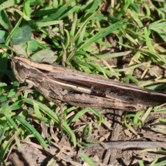 Caledia captiva (grasshopper) at Wodonga - 25 Apr 2023 by KylieWaldon