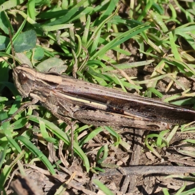 Caledia captiva (grasshopper) at Wodonga Regional Park - 25 Apr 2023 by KylieWaldon