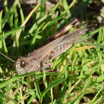 Austroicetes sp. (genus) (A grasshopper) at Killara, VIC - 25 Apr 2023 by KylieWaldon