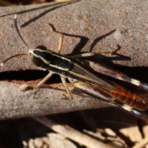 Macrotona securiformis at Bandiana, VIC - 25 Apr 2023 10:57 AM