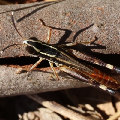 Macrotona securiformis (Inland Macrotona) at Wodonga Regional Park - 25 Apr 2023 by KylieWaldon