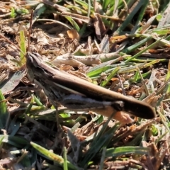 Caledia captiva (grasshopper) at Wodonga Regional Park - 25 Apr 2023 by KylieWaldon