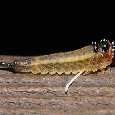 Pergidae sp. (family) at Capalaba, QLD - 23 Apr 2023 by TimL