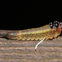 Unidentified Sawfly (Hymenoptera, Symphyta) at Capalaba, QLD - 23 Apr 2023 by TimL