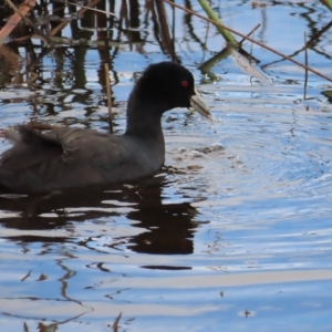 Fulica atra at Wollogorang, NSW - 28 Apr 2023