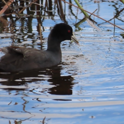 Fulica atra (Eurasian Coot) at Wollogorang, NSW - 28 Apr 2023 by MatthewFrawley