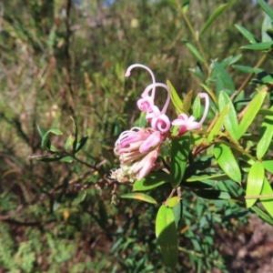 Grevillea sericea at Ku-Ring-Gai Chase, NSW - 27 Apr 2023