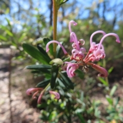 Grevillea sericea at Ku-Ring-Gai Chase, NSW - 27 Apr 2023 10:47 AM