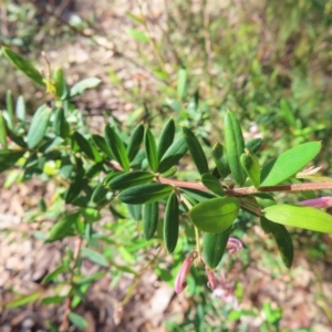 Grevillea sericea at Ku-Ring-Gai Chase, NSW - 27 Apr 2023