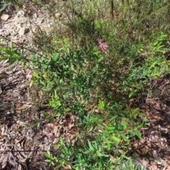 Grevillea sericea at Ku-Ring-Gai Chase, NSW - 27 Apr 2023