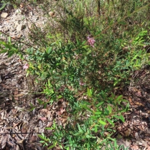 Grevillea sericea at Ku-Ring-Gai Chase, NSW - 27 Apr 2023 10:47 AM