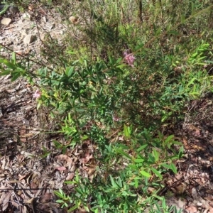 Grevillea sericea at Ku-Ring-Gai Chase, NSW - 27 Apr 2023