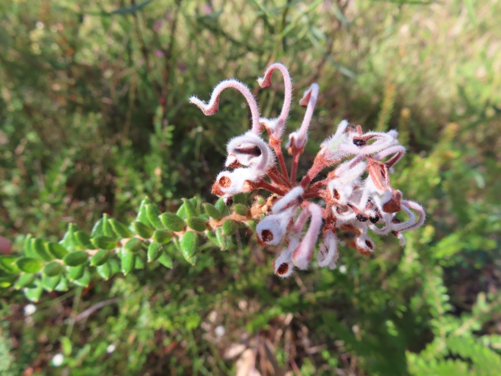 Grevillea buxifolia subsp. buxifolia at Ku-Ring-Gai Chase, NSW - 27 Apr 2023
