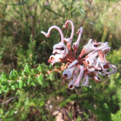 Grevillea buxifolia subsp. buxifolia (Grey Spider Flower) at Ku-ring-gai Chase National Park - 27 Apr 2023 by MatthewFrawley