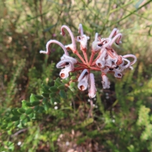 Grevillea buxifolia subsp. buxifolia at Ku-Ring-Gai Chase, NSW - 27 Apr 2023 10:47 AM