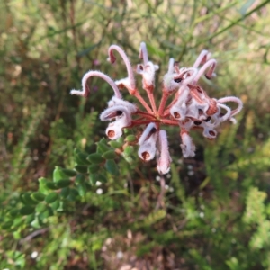 Grevillea buxifolia subsp. buxifolia at Ku-Ring-Gai Chase, NSW - 27 Apr 2023