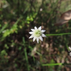 Actinotus minor (Lesser Flannel Flower) at Ku-ring-gai Chase National Park - 27 Apr 2023 by MatthewFrawley