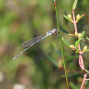 Austrolestes leda at Ku-Ring-Gai Chase, NSW - 27 Apr 2023 10:52 AM