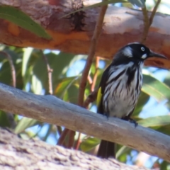 Phylidonyris novaehollandiae (New Holland Honeyeater) at Ku-Ring-Gai Chase, NSW - 27 Apr 2023 by MatthewFrawley