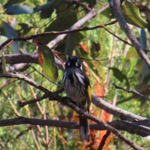 Phylidonyris novaehollandiae at Ku-Ring-Gai Chase, NSW - 27 Apr 2023 10:53 AM