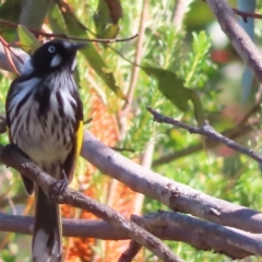 Phylidonyris novaehollandiae at Ku-Ring-Gai Chase, NSW - 27 Apr 2023 10:53 AM