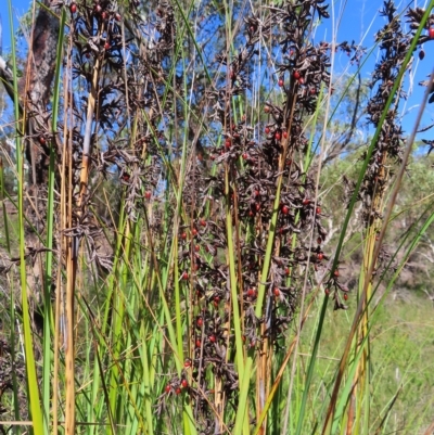 Gahnia sp. at Ku-Ring-Gai Chase, NSW - 27 Apr 2023 by MatthewFrawley