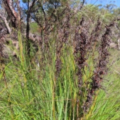 Gahnia sp. at Ku-Ring-Gai Chase, NSW - 27 Apr 2023 10:52 AM